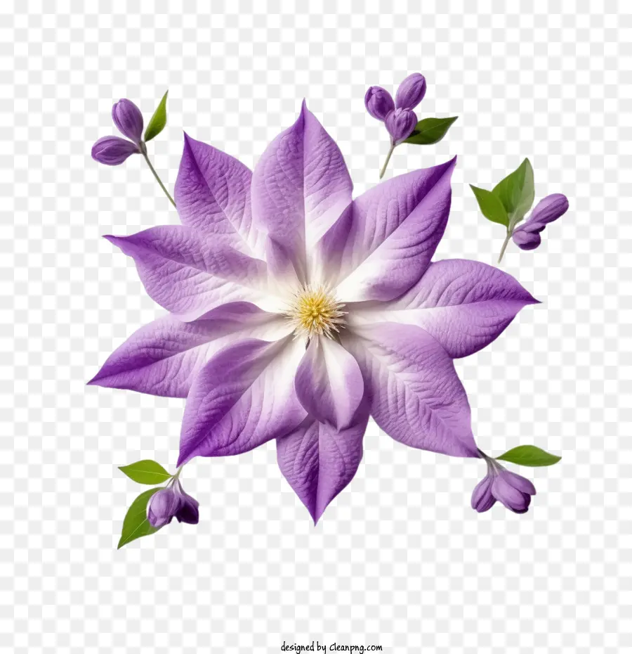 Clematis Flor，Clematis PNG