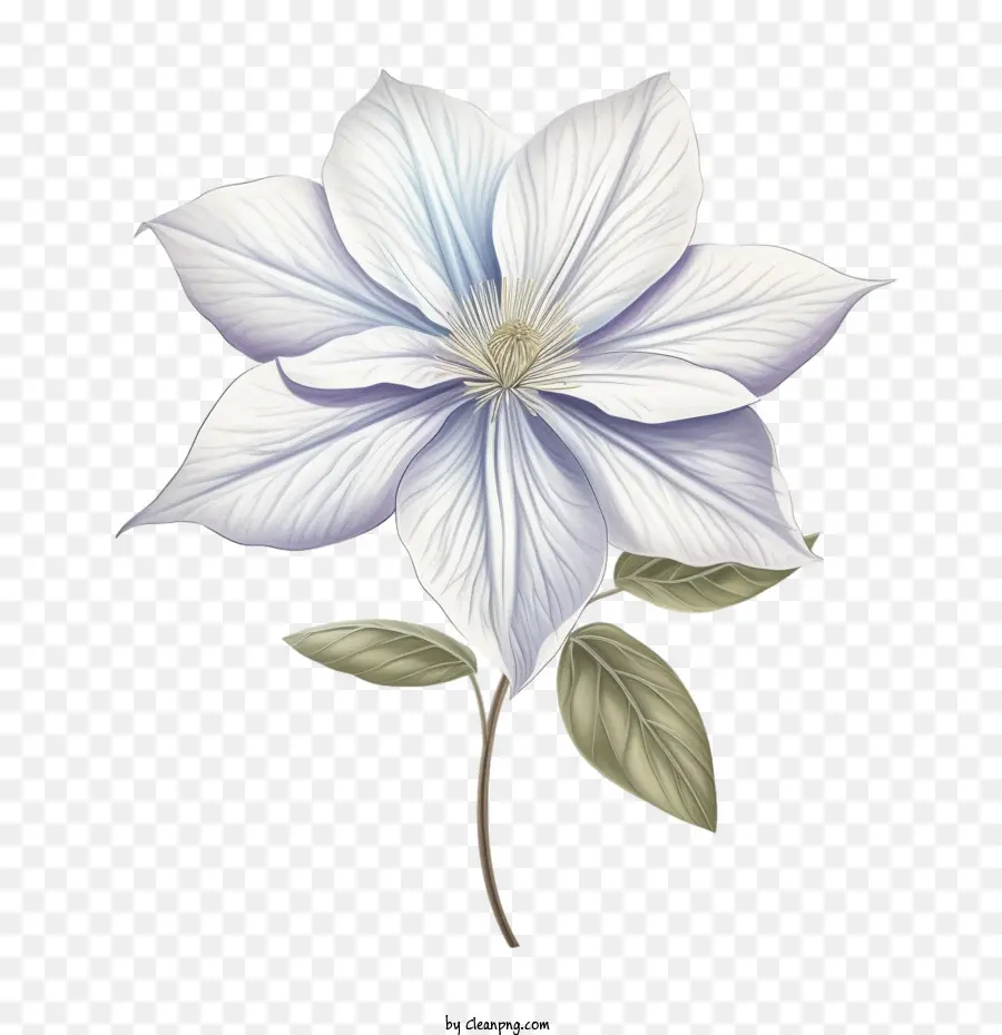 Clematis Flor，Clematis PNG