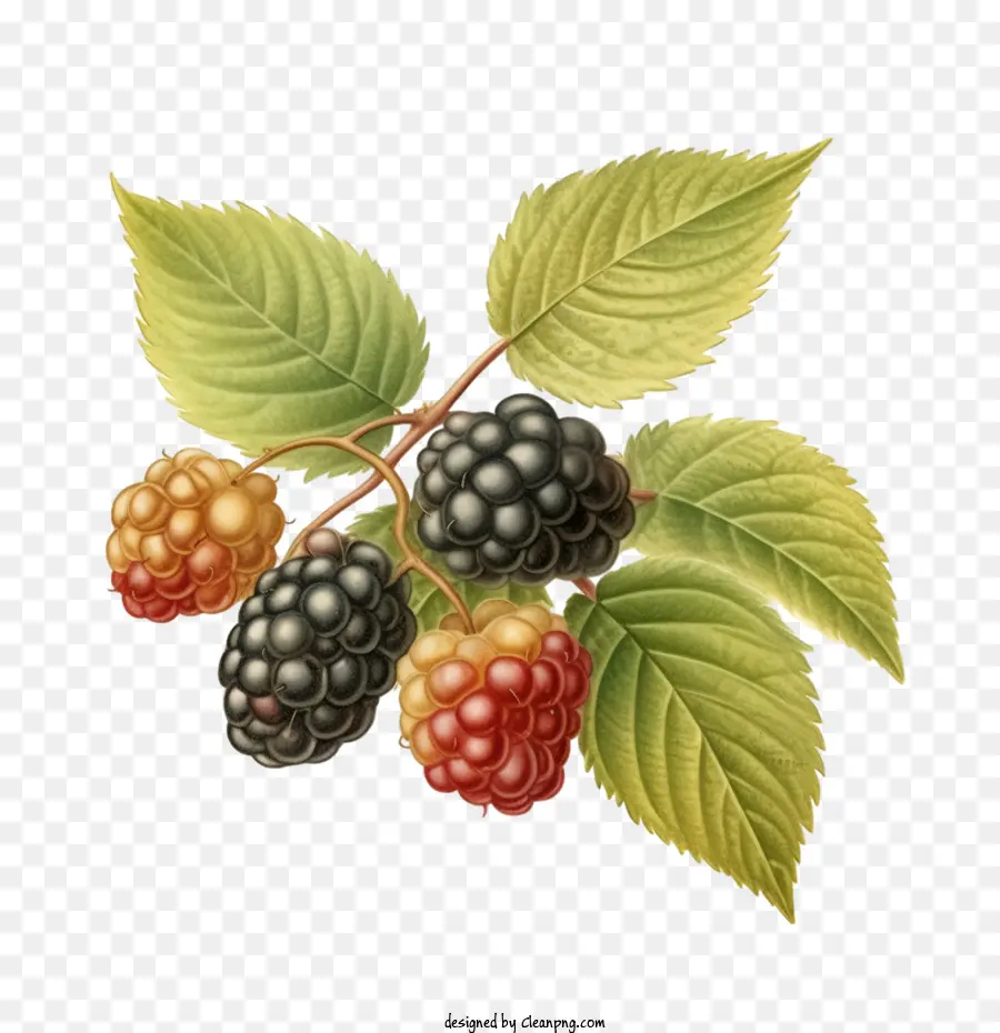 Blackberry，Blackberry Frutas PNG