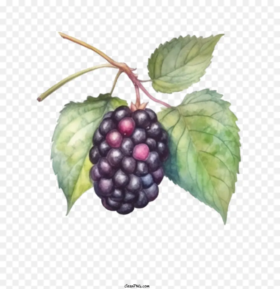Blackberry，Blackberry Frutas PNG