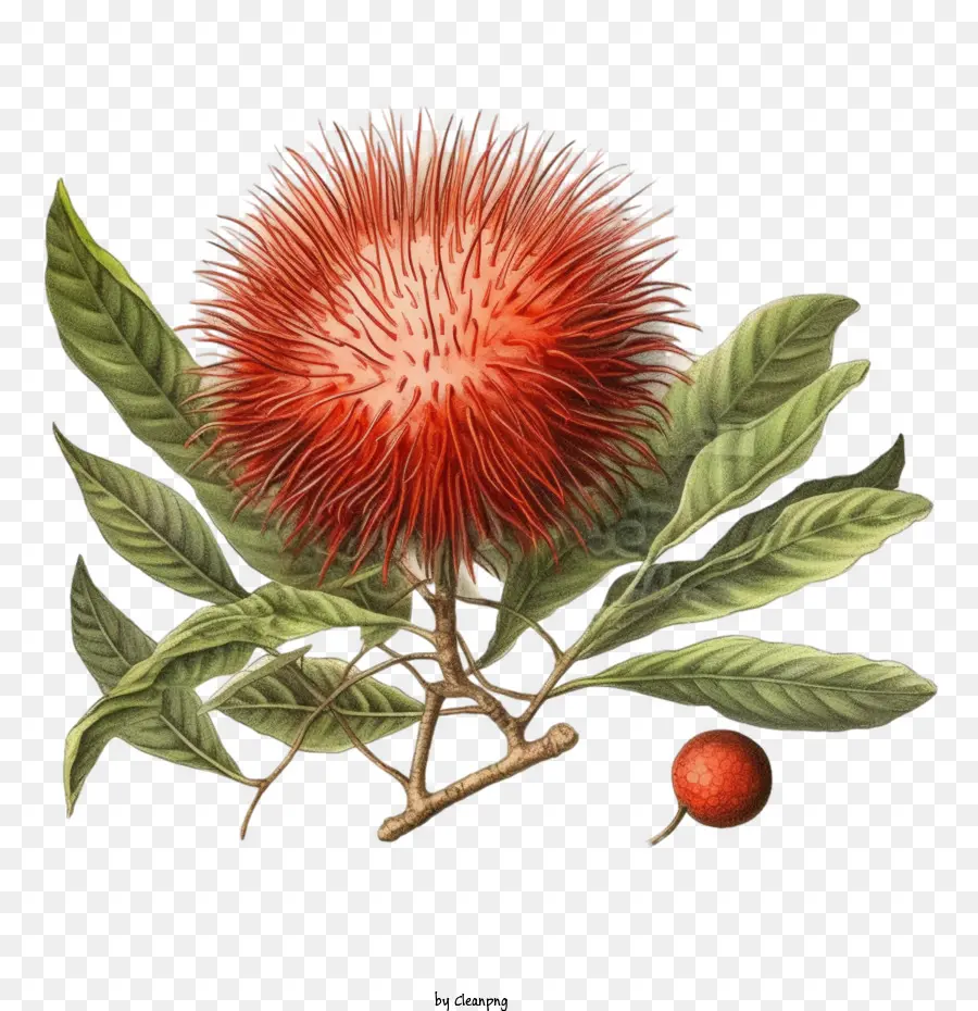 Rambutão，Fruta Rambutan PNG