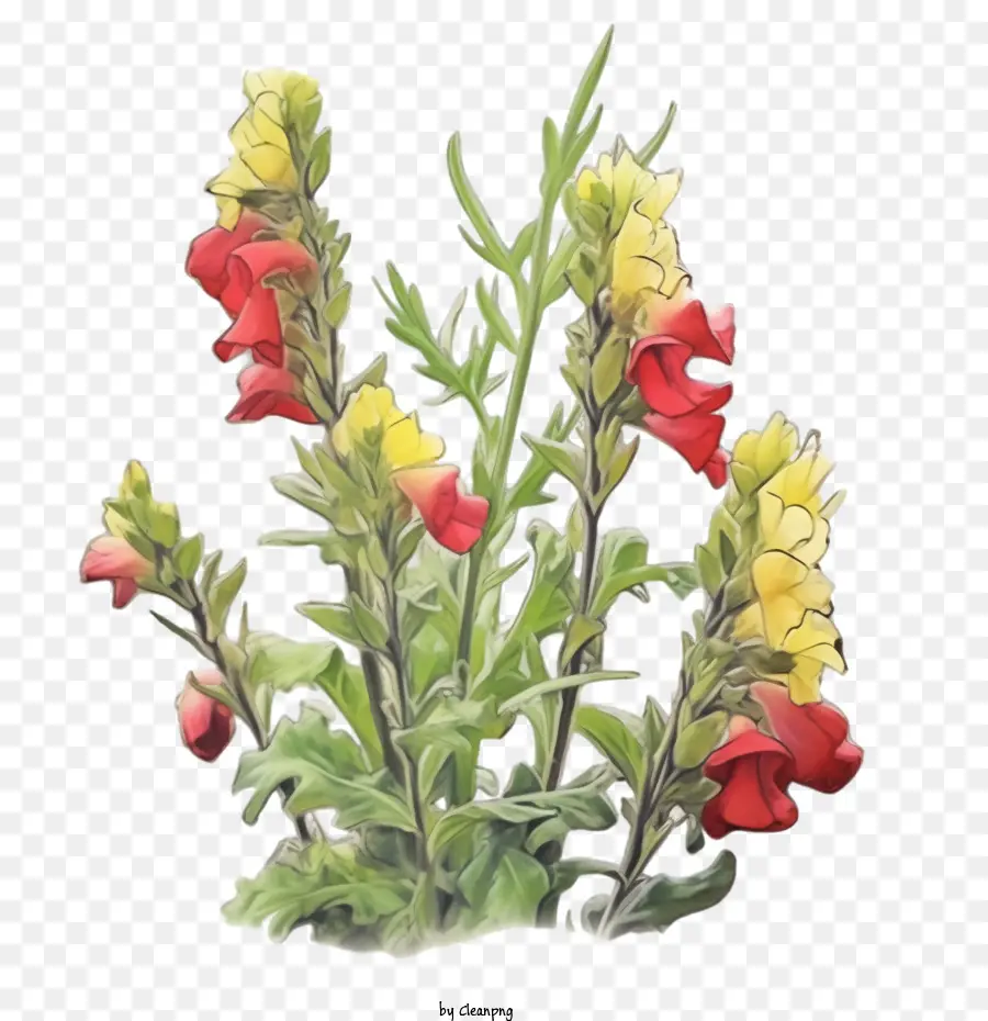 Snapdragon，Flor De Snapdragon PNG