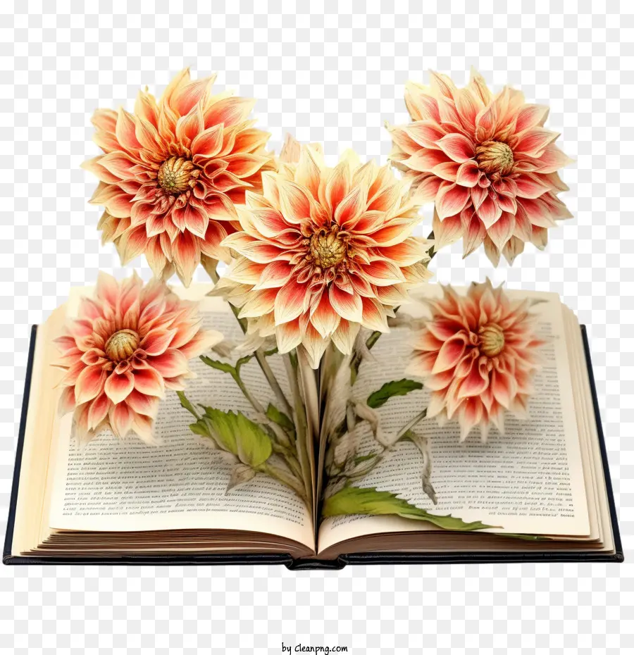 Dahlia，Livro Aberto PNG