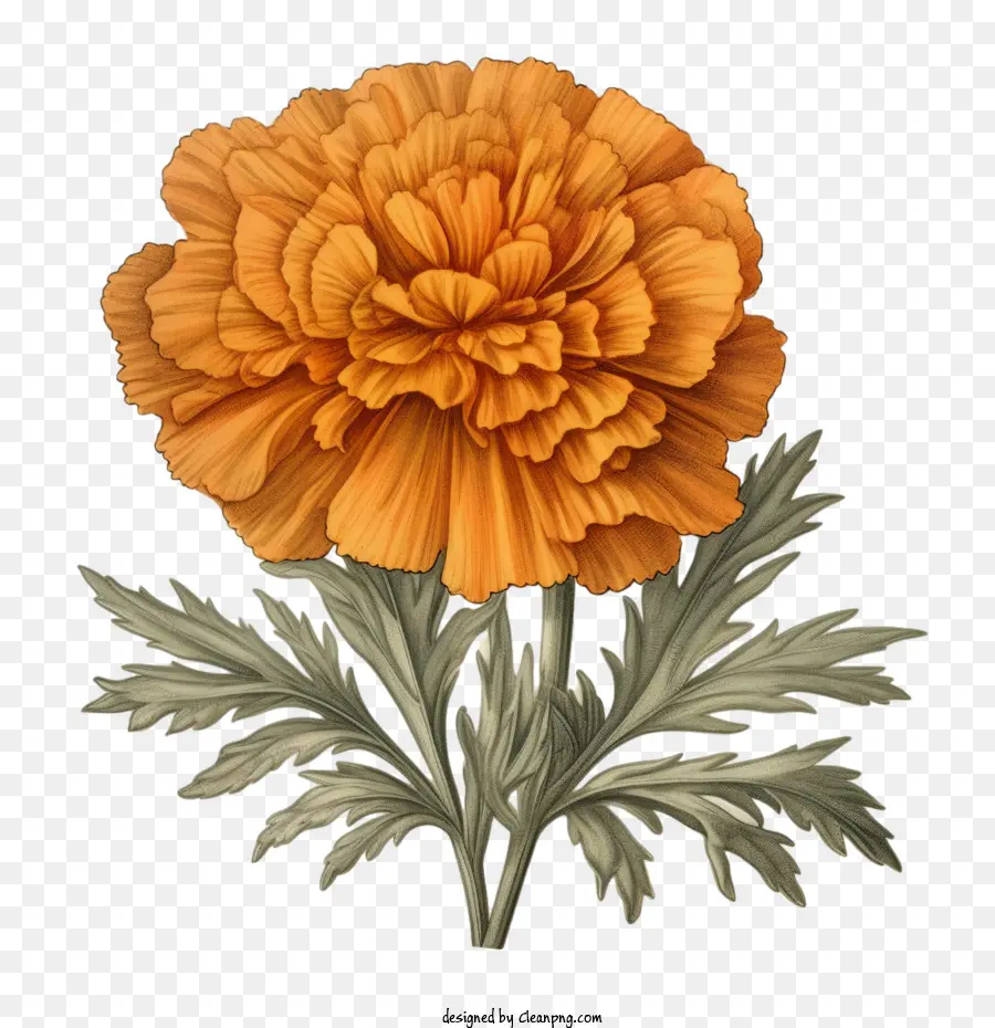 Flor De Crazé Vintage，Calêndula Flor PNG