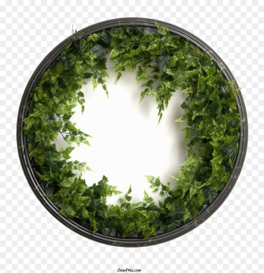 Grinalda De Hera Coroa De Videira De Planta Ivy Png Transparente Gr Tis