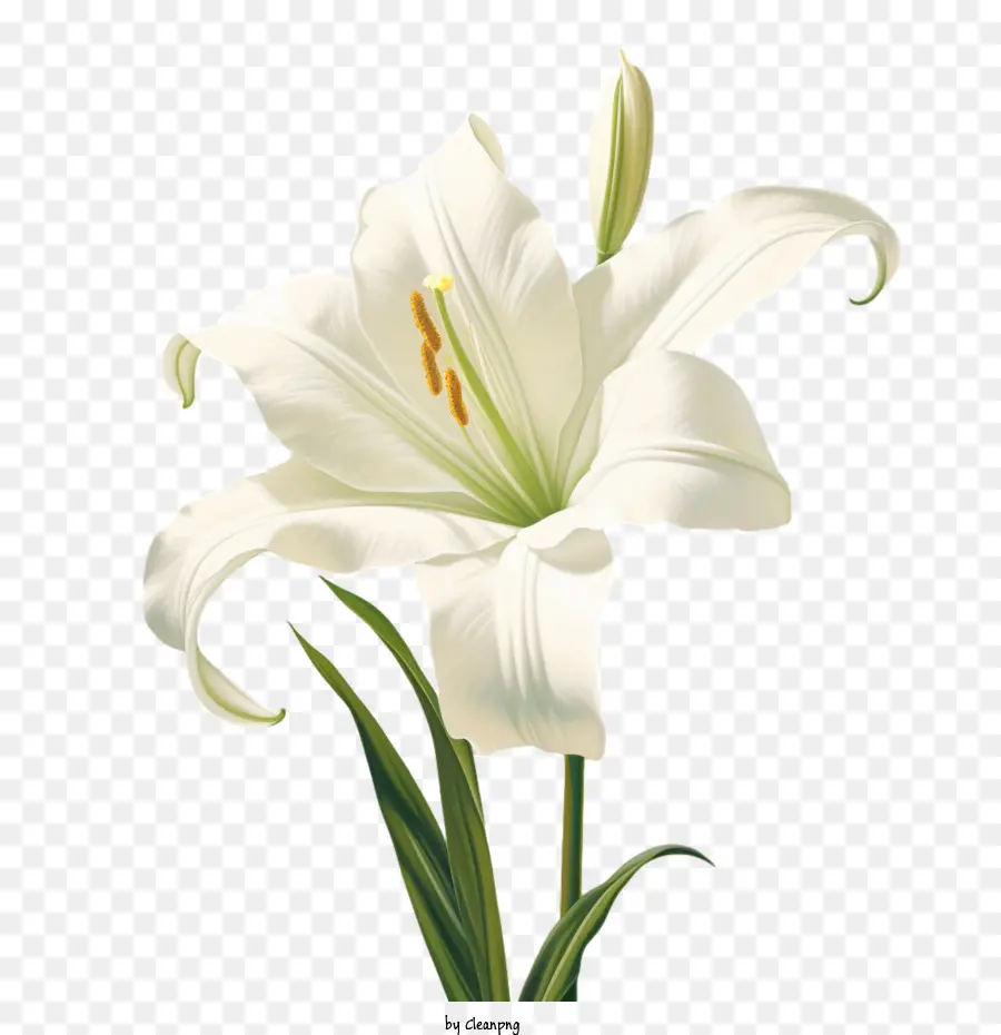 Lily，3d Lily PNG