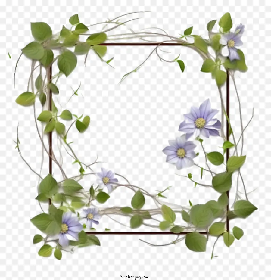 Clematis Flor，Clematis Flor Frame PNG