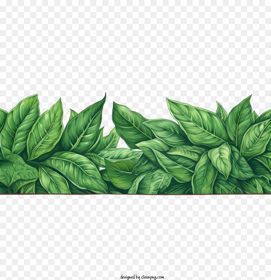 Folha De Fronteira Folha Verde Planta Png Transparente Gr Tis