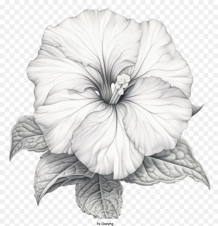 Flor Petúnia，Flor PNG