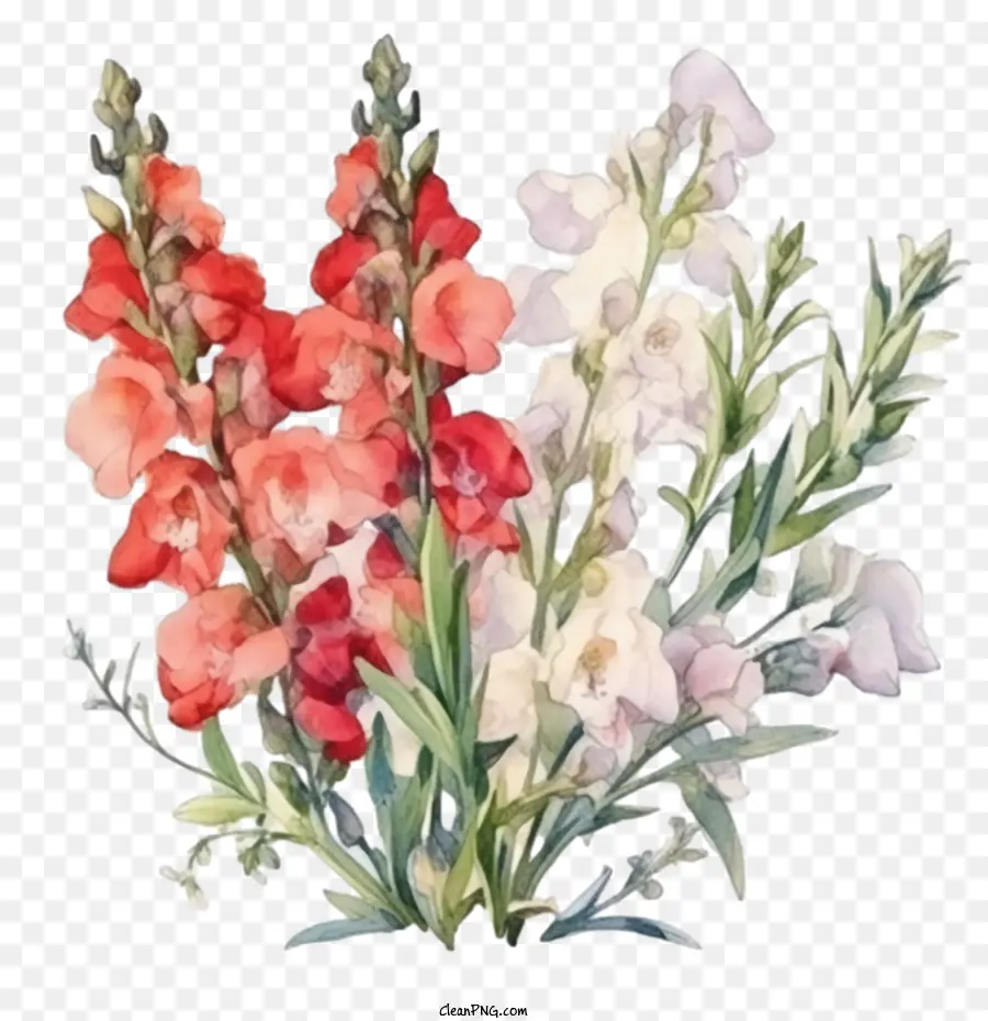 Snapdragon，Flor Snapdragon PNG