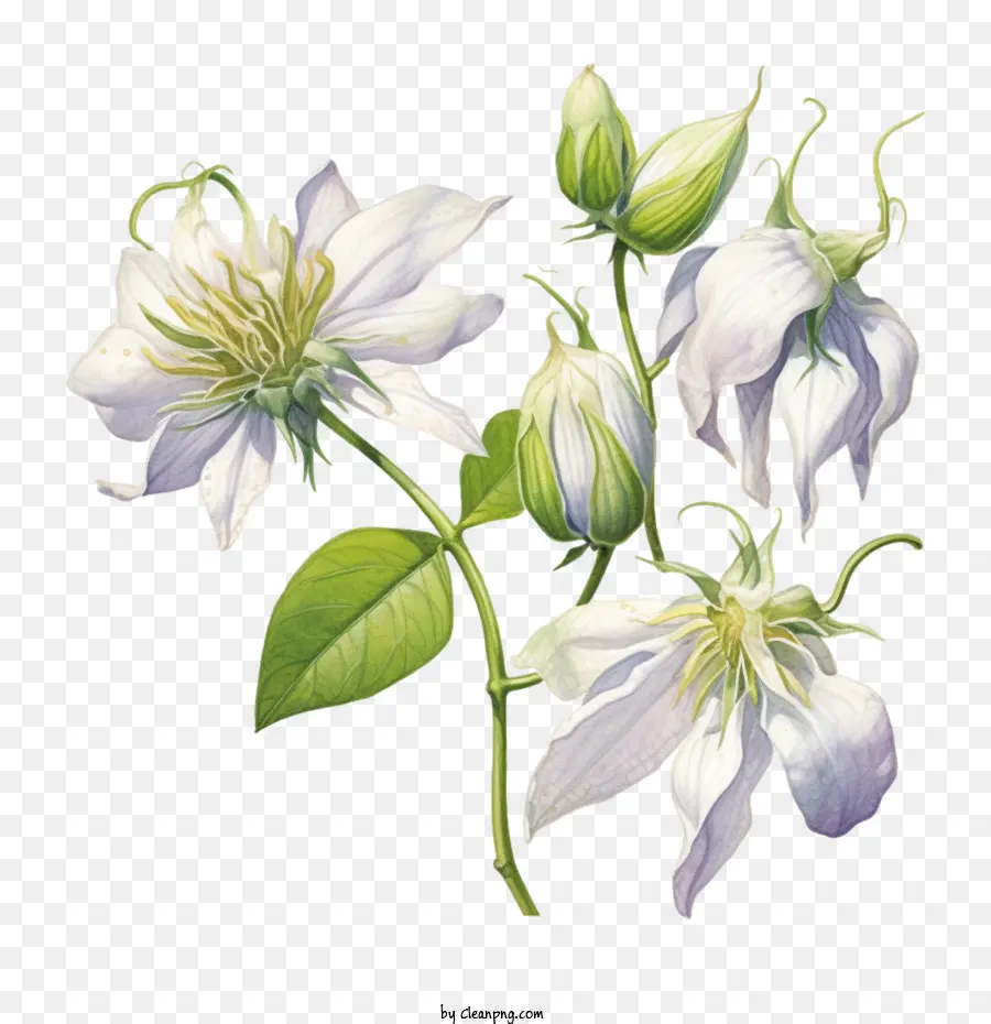 Clematis Flor，Flores Brancas PNG