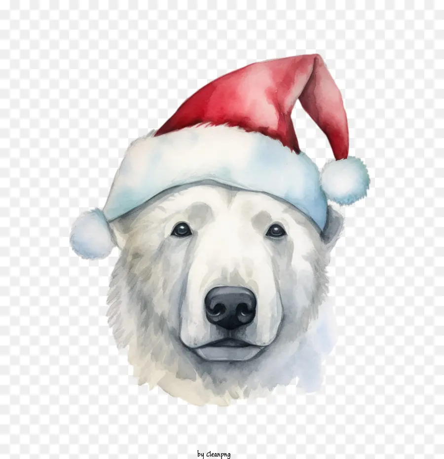 Urso Polar，Chapéu De Papai Noel PNG