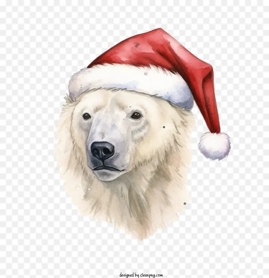 Urso Polar，Chapéu De Papai Noel PNG
