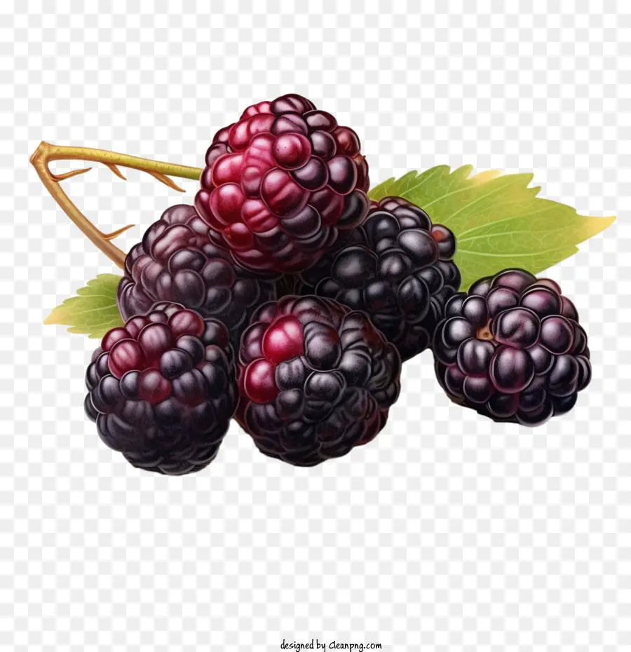 Blackberry，Amoras PNG