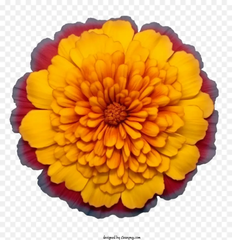 Flor De Calêndula，Flor Laranjeira PNG