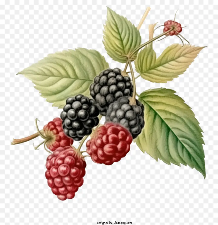 Blackberry，Framboesa PNG