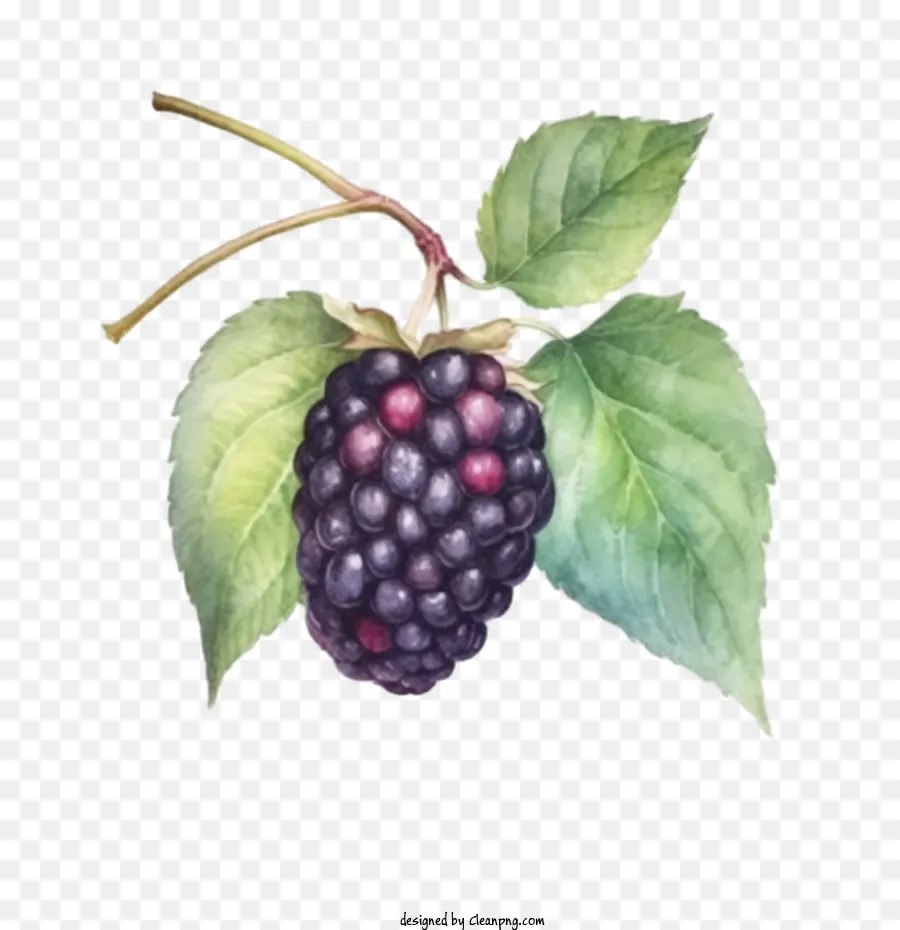 Blackberry，Frutas PNG