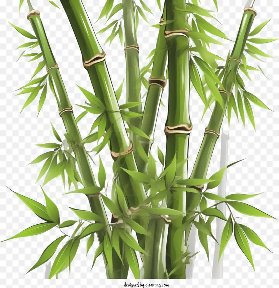 Bambu，Planta PNG