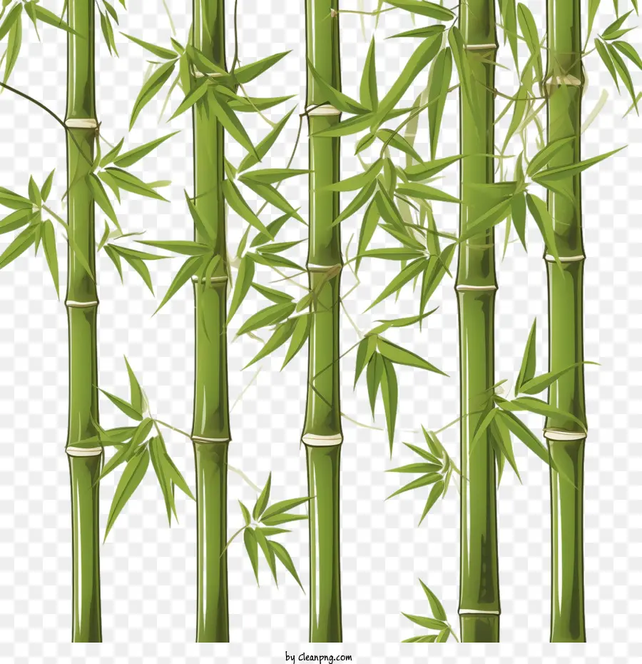 Bambu，Verde PNG