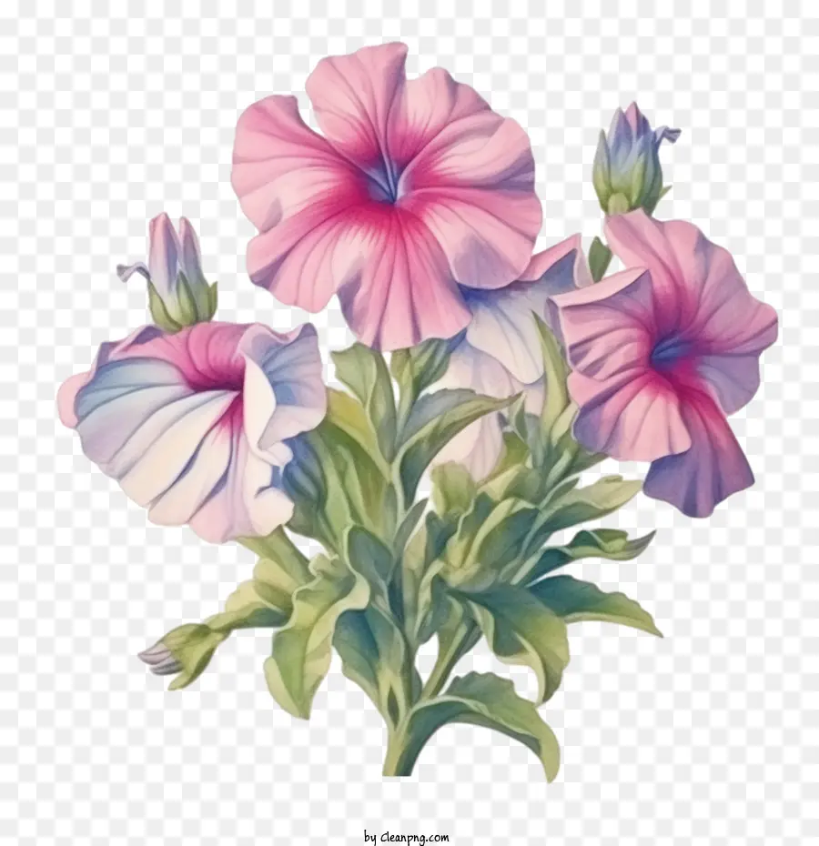Flor Petúnia，Flores Cor De Rosa PNG