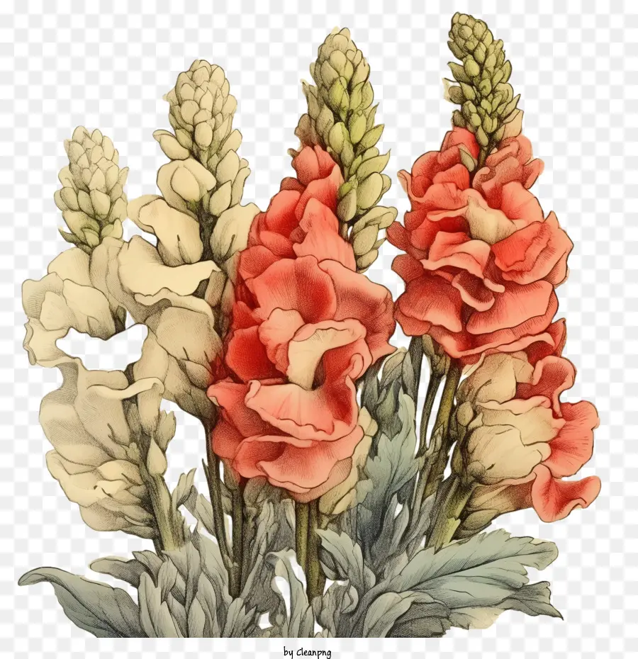 Flor Snapdragon，Flores Vermelhas PNG