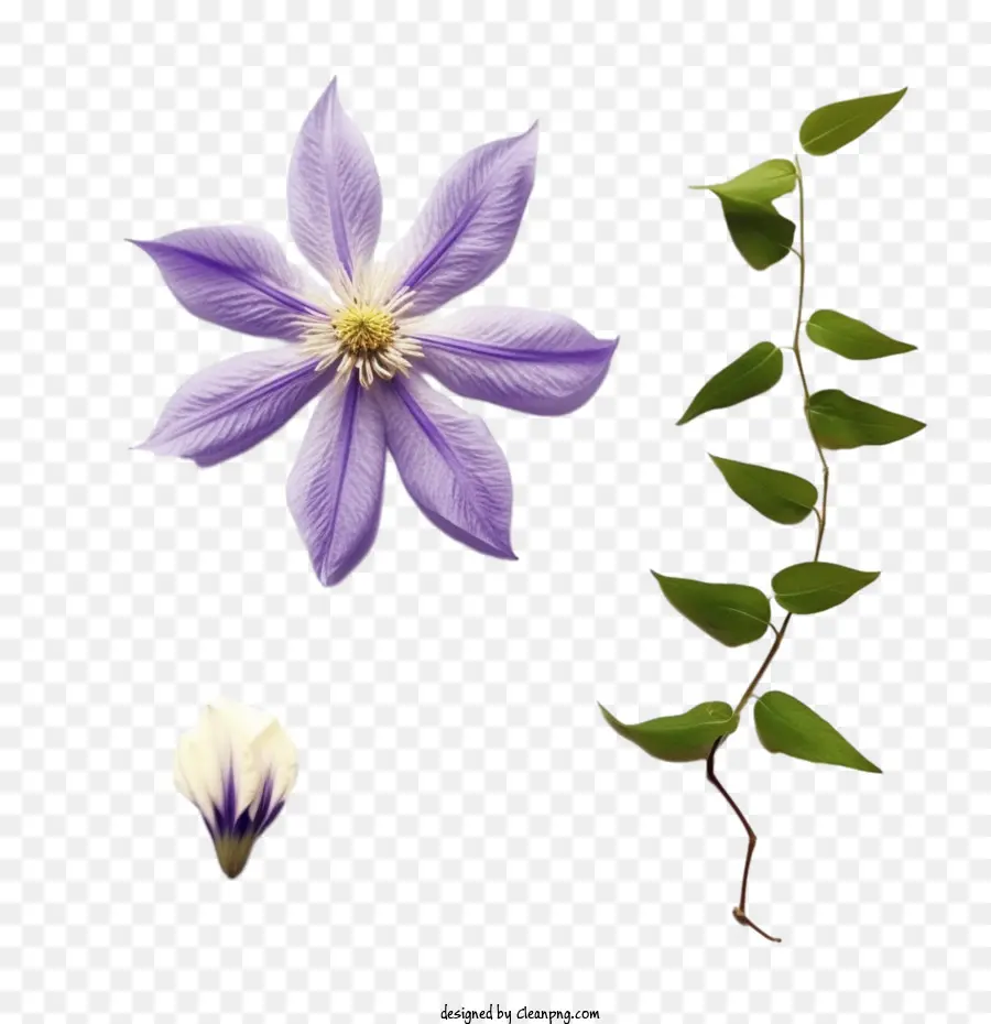 Clematis Flor，Roxo PNG