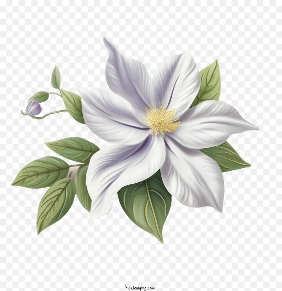 Flor Clematis，Flor PNG