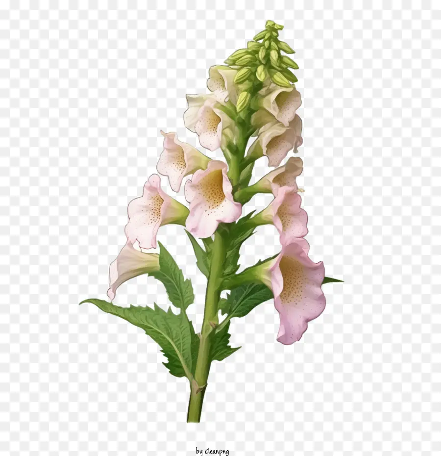 Flor De Foxglove，Flores Cor De Rosa PNG
