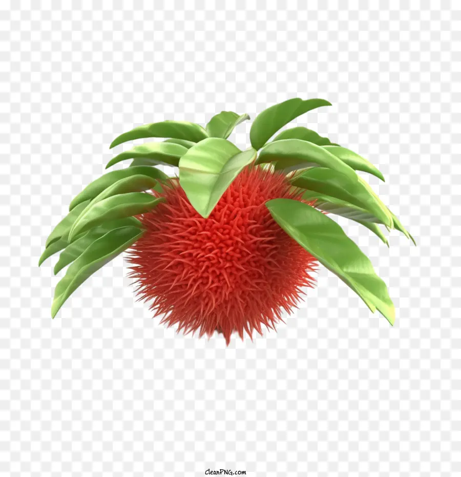 Frutas Rambutãs，Frutas PNG