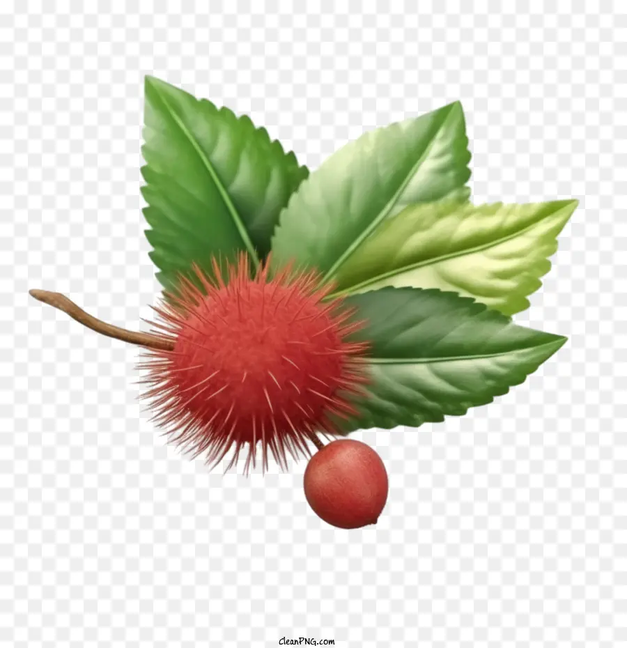 Frutas Rambutãs，árvore PNG