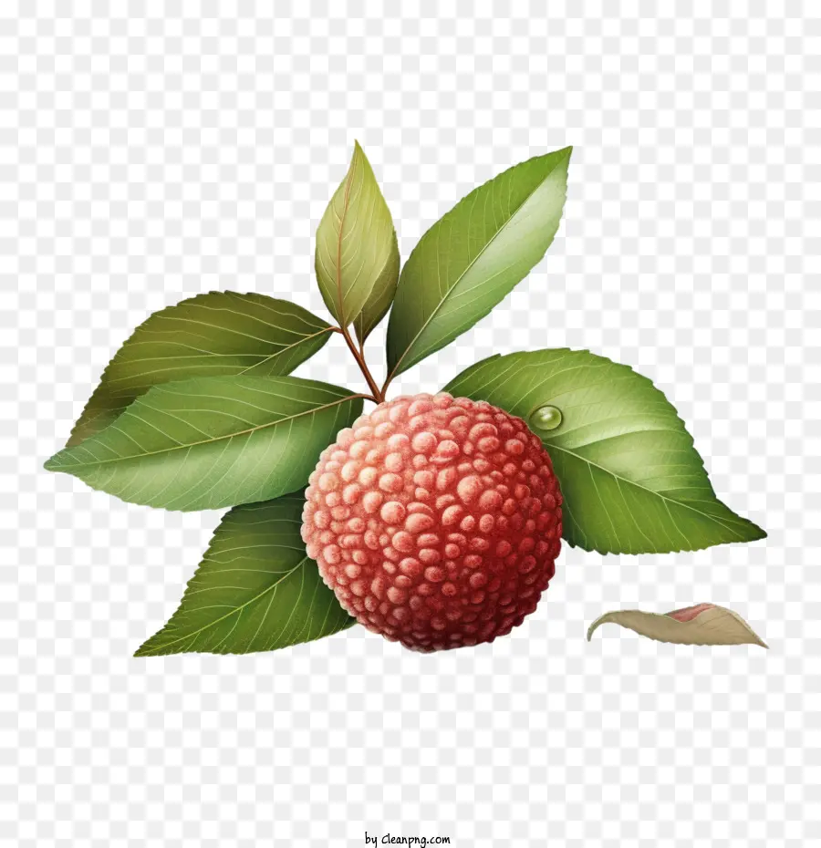 Lichia，Fruta PNG