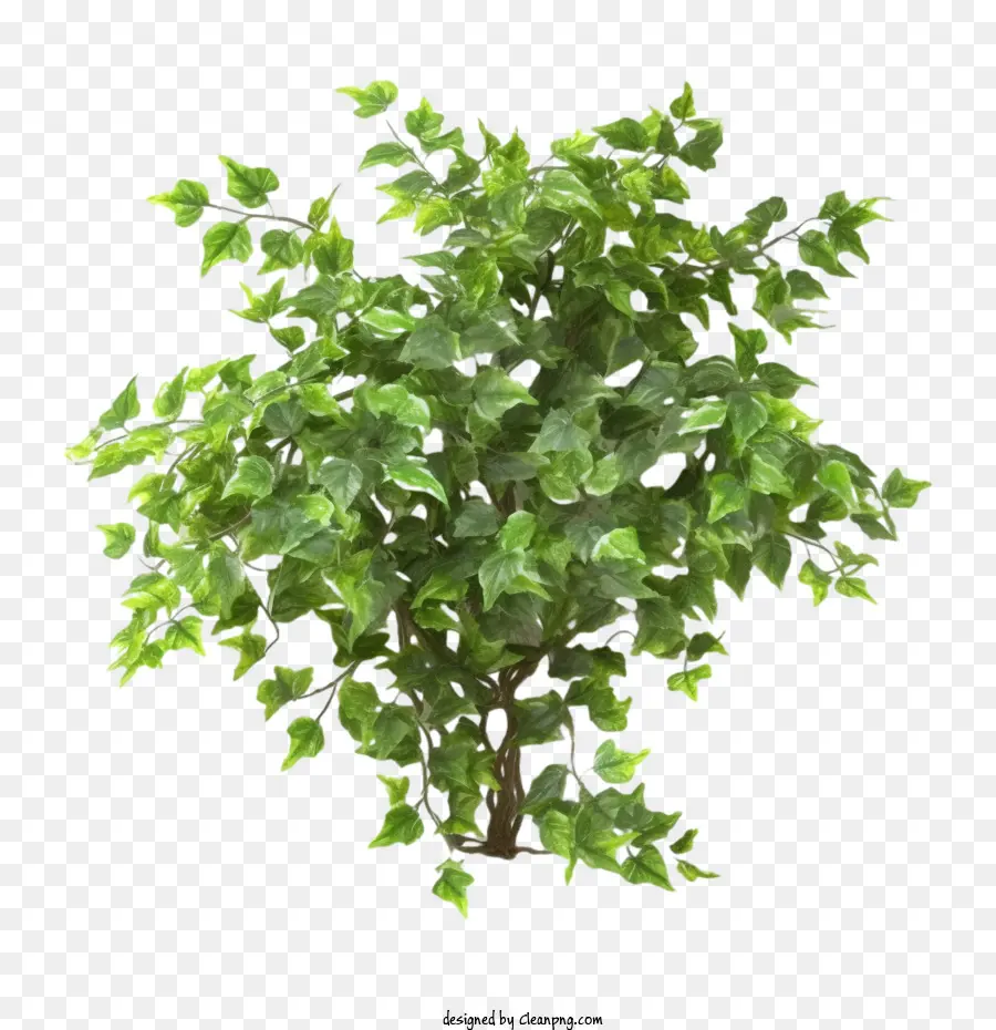 Ivy，Planta PNG