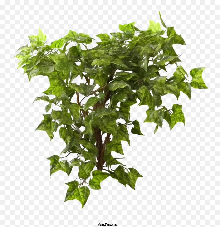 Ivy，Planta PNG