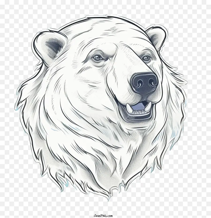 Urso Polar，Urso Branco PNG