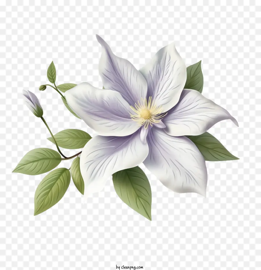 Clematis Flor，Flor Roxa PNG