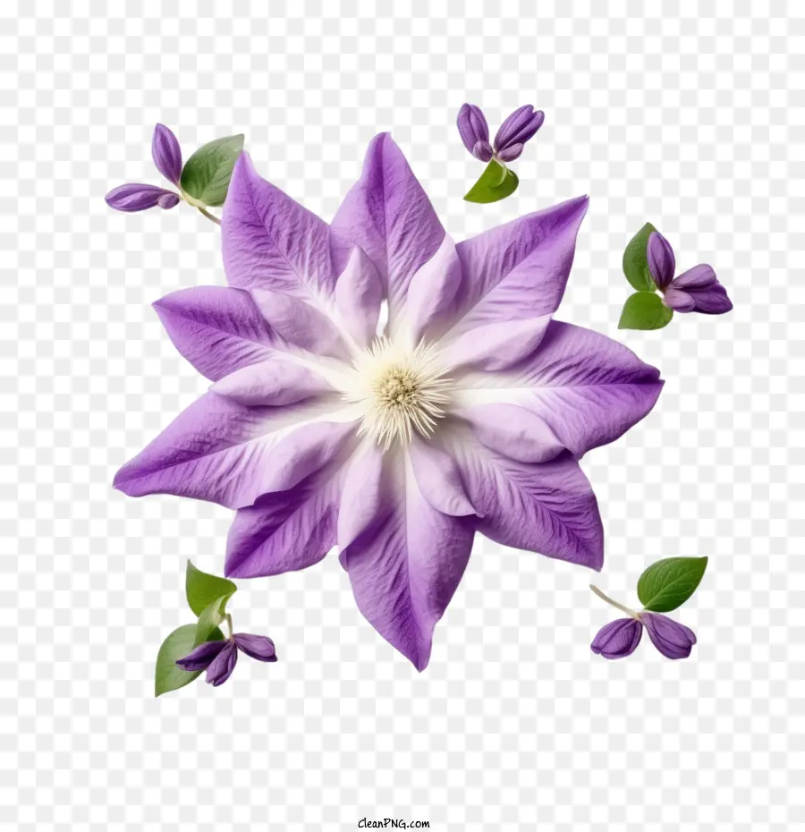 Clematis Flor，Roxo PNG