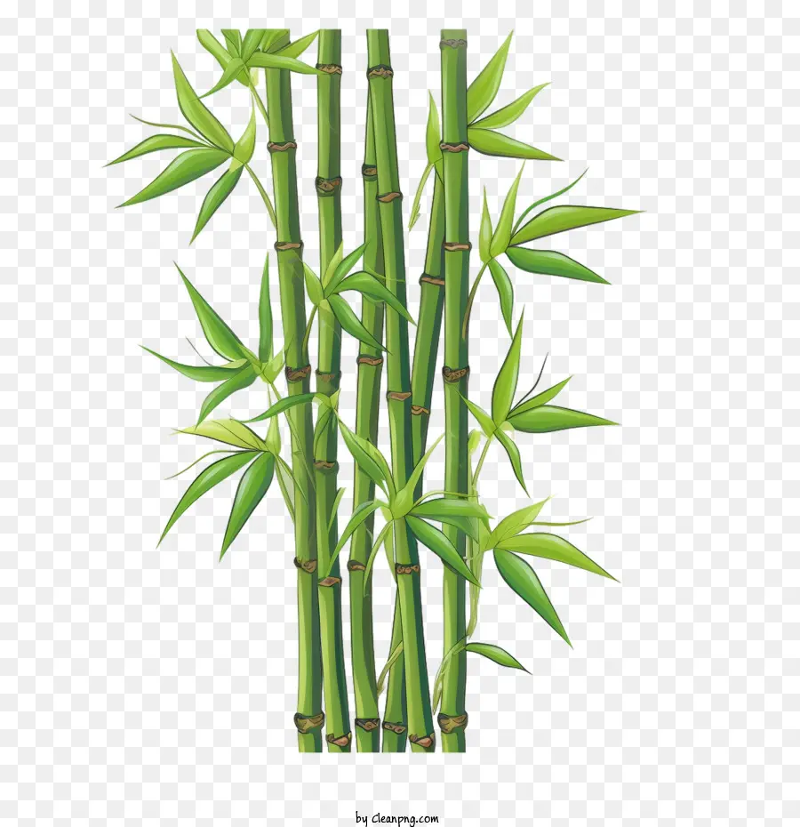 Bambu，Verde PNG