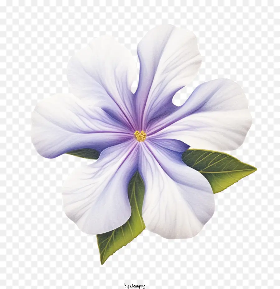 Flor De Vinca，Flor PNG