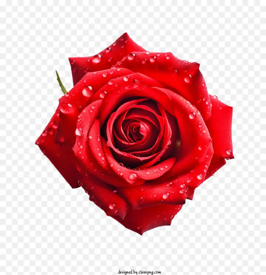 Rosa Vermelha，Gotas De água PNG