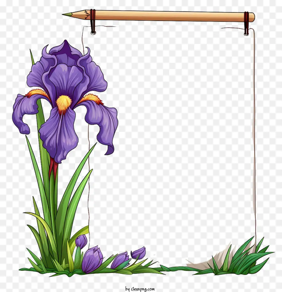 Iris，Flor De Iris PNG