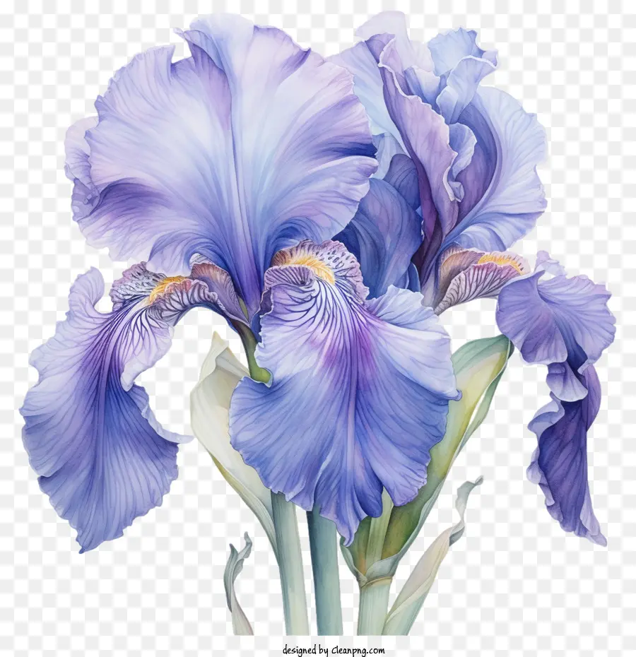 Íris，Flor De Íris PNG