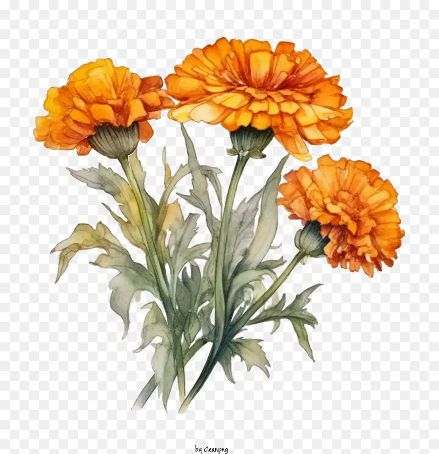 Calêndula Flor，Buquê De Flores De Laranja PNG