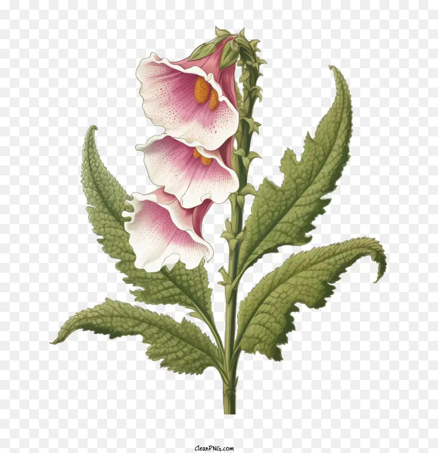 Flor De Foxglove，Cor De Rosa E Flores Brancas PNG