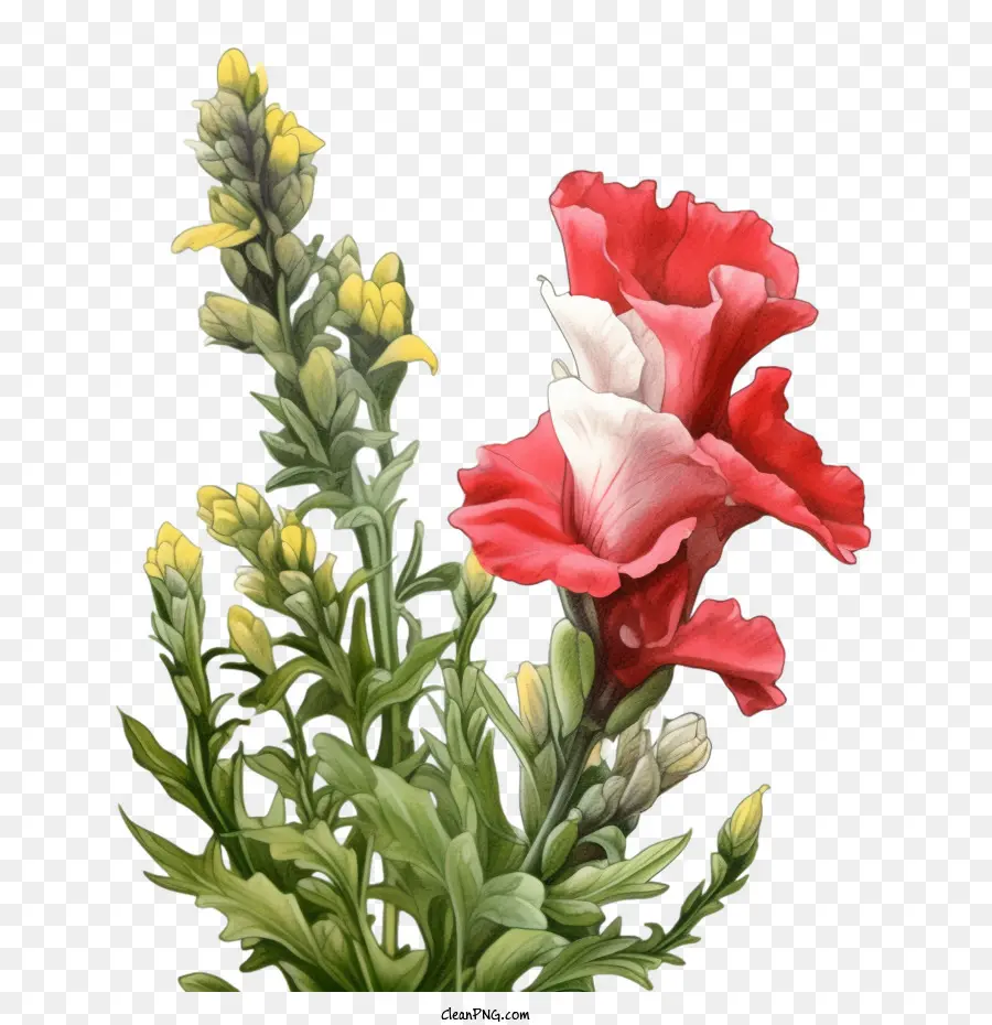 Flor Snapdragon，Flores Vermelhas E Brancas PNG