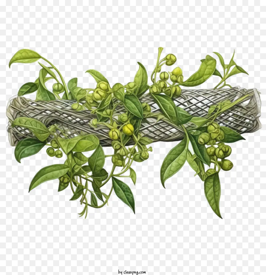 Planta Longa Verde，Planta De Tecelagem PNG