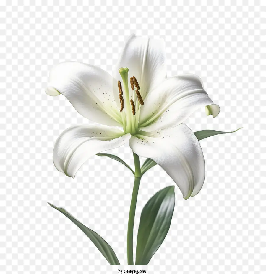 Flor De Lírio，Lírio Branco PNG