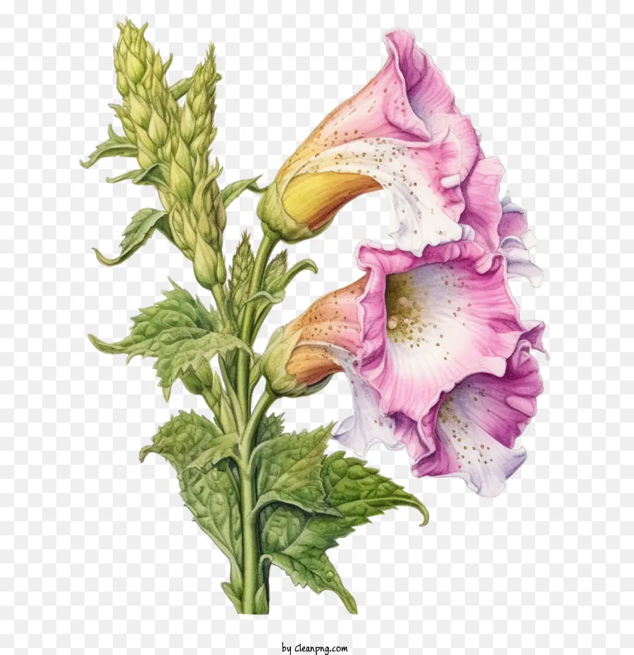 Flor De Foxglove，Flores Cor De Rosa PNG