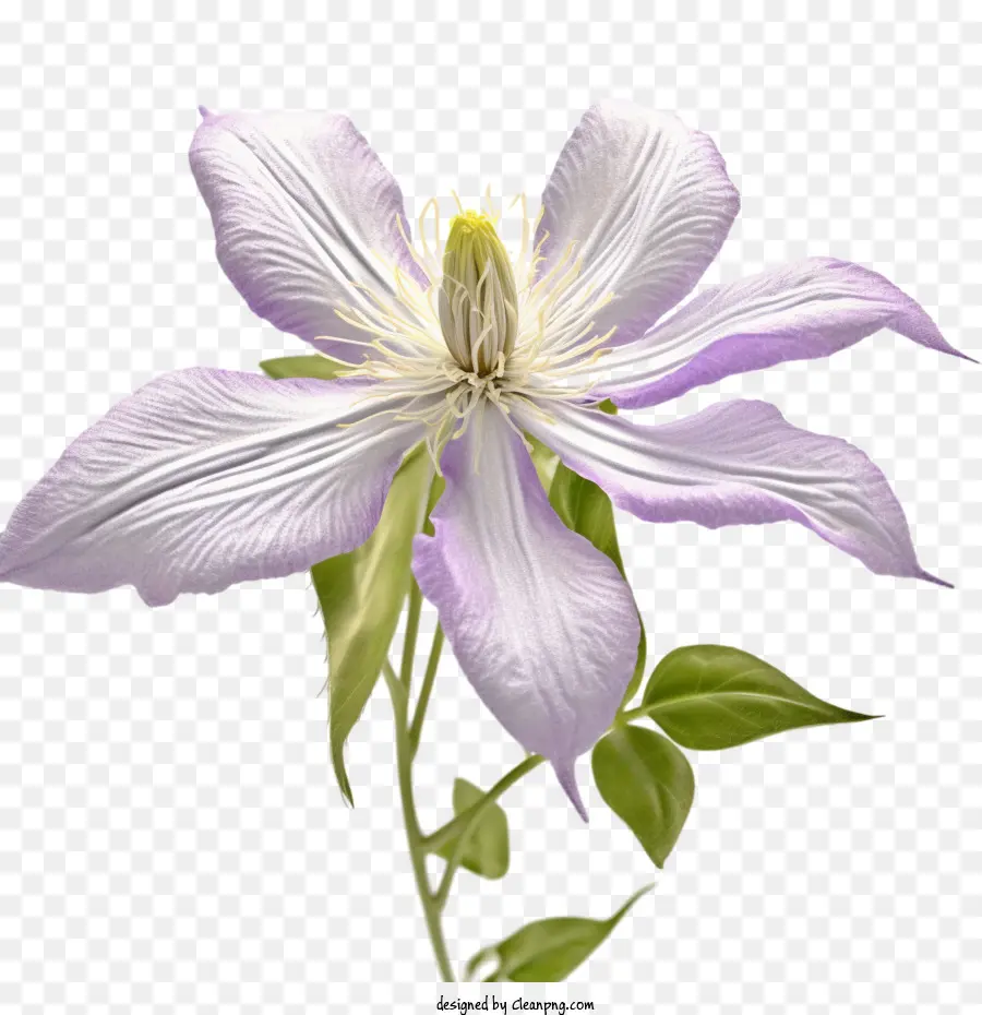 Clematis Flor，Flor PNG