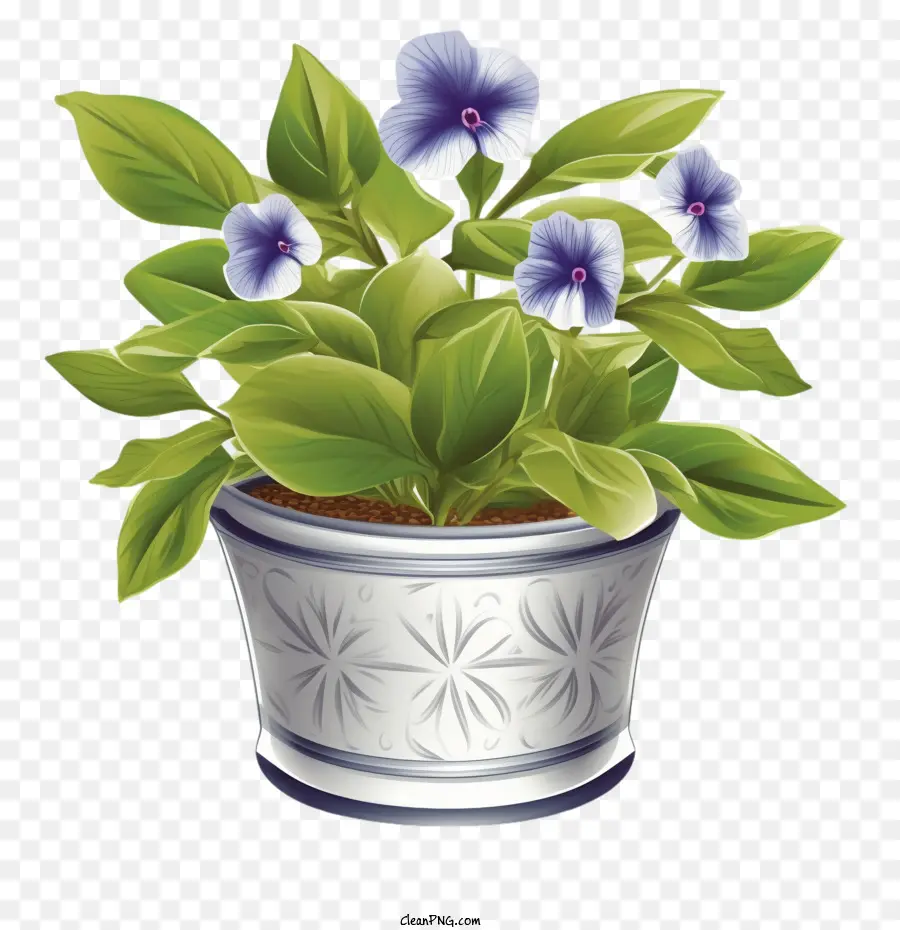 Vinca Flor，Planta PNG