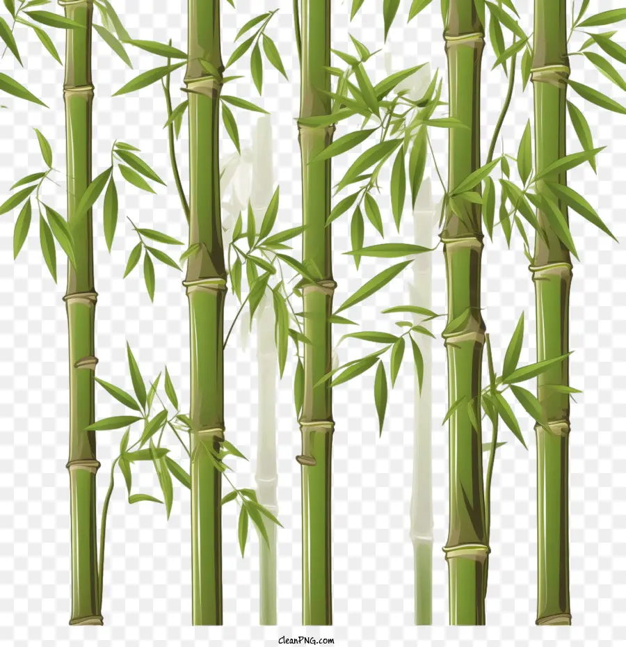 Bambu，Verde PNG